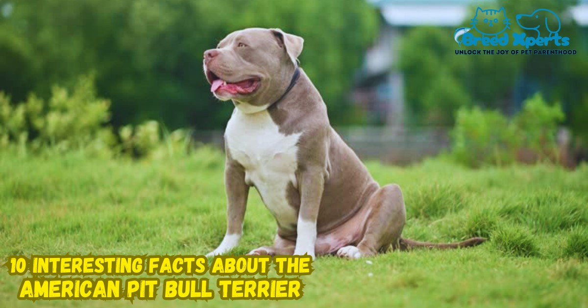 10 Interesting Facts About the American Pit Bull Terrier