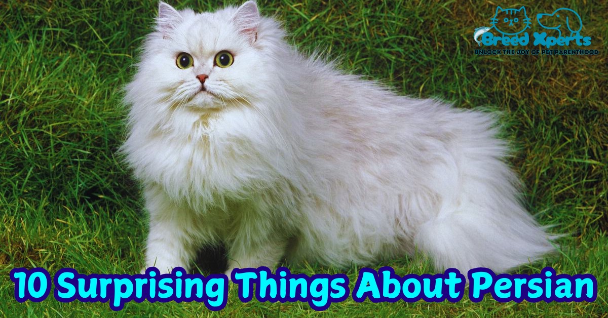 10 Surprising Things About Persian Cats