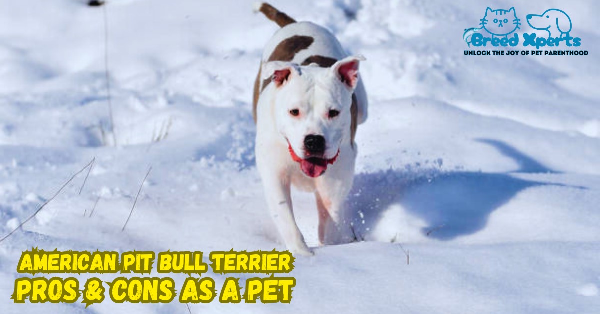 American Pit Bull Terrier Pros & Cons as a Pet