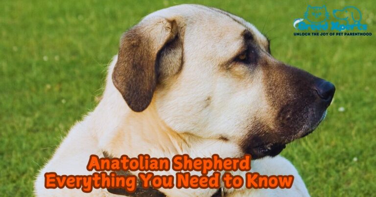 Anatolian Shepherd Everything You Need to Know