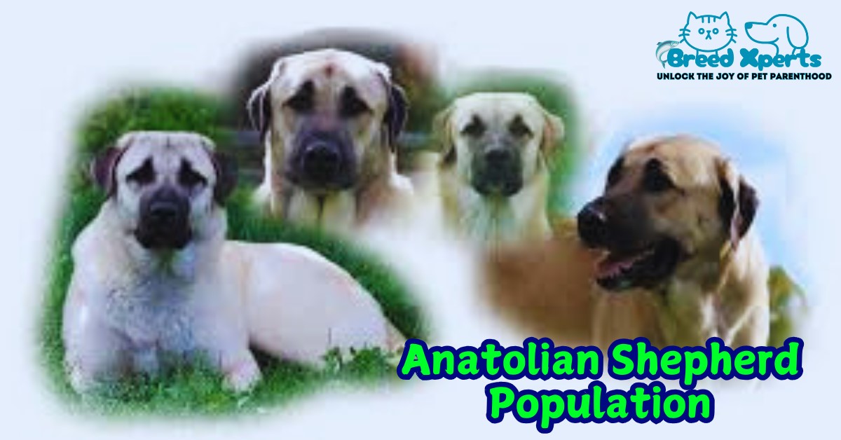 Anatolian Shepherd Population