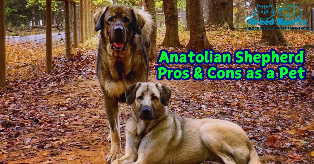 Anatolian Shepherd Pros & Cons as a Pet