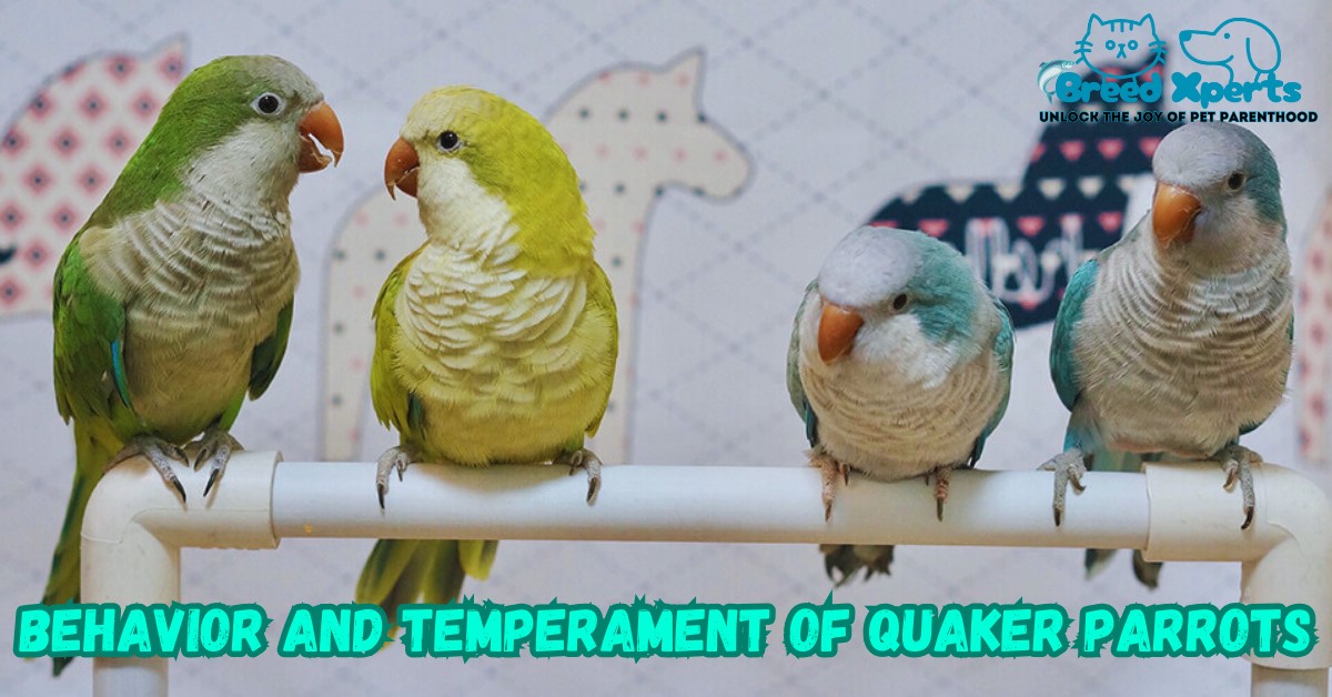 Behavior and Temperament of Quaker parrots