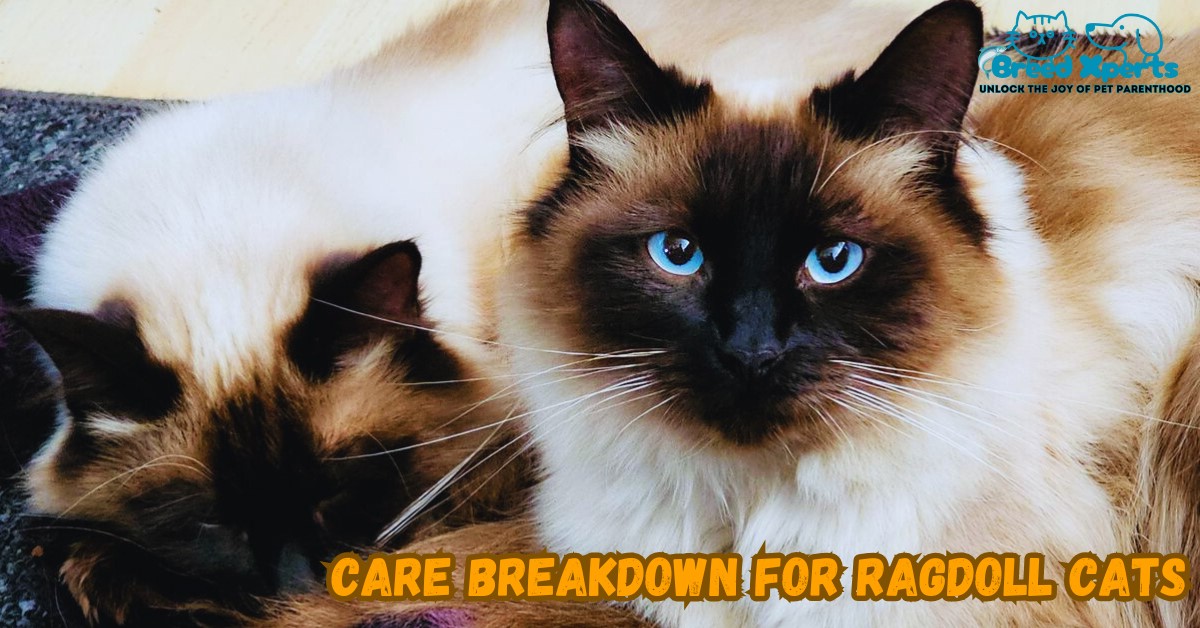 Care Breakdown for Ragdoll Cats