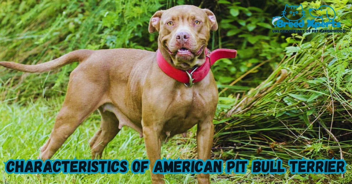 Characteristics Of American Pit Bull Terrier