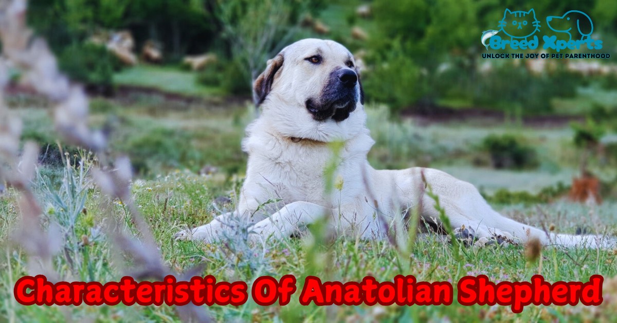 Characteristics Of Anatolian Shepherd