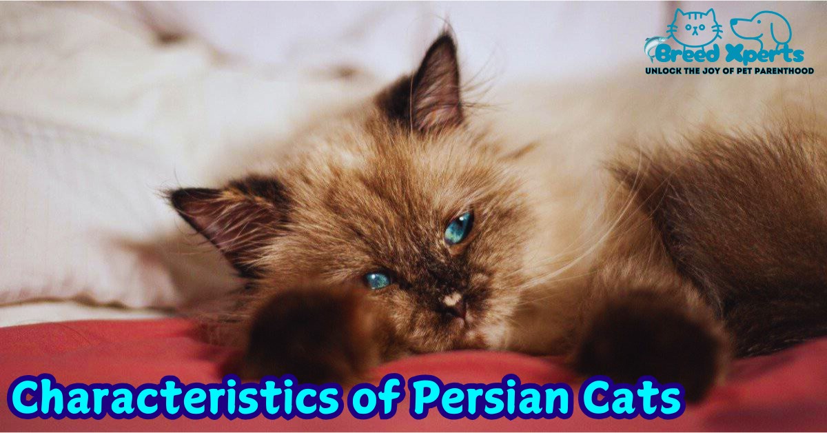 Characteristics of Persian Cats
