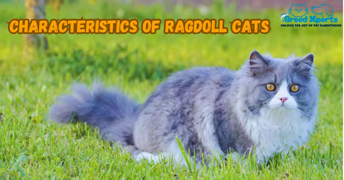 Characteristics of Ragdoll Cats