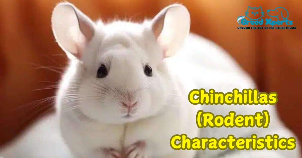 Chinchillas (Rodent) Characteristics