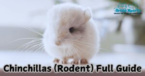 Chinchillas (Rodent) Full Guide