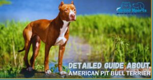 Detailed Guide About American Pit Bull Terrier