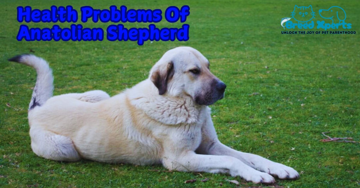 Health Problem Of Anatolian Shepherd