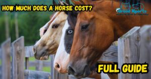 Horse Full Guide