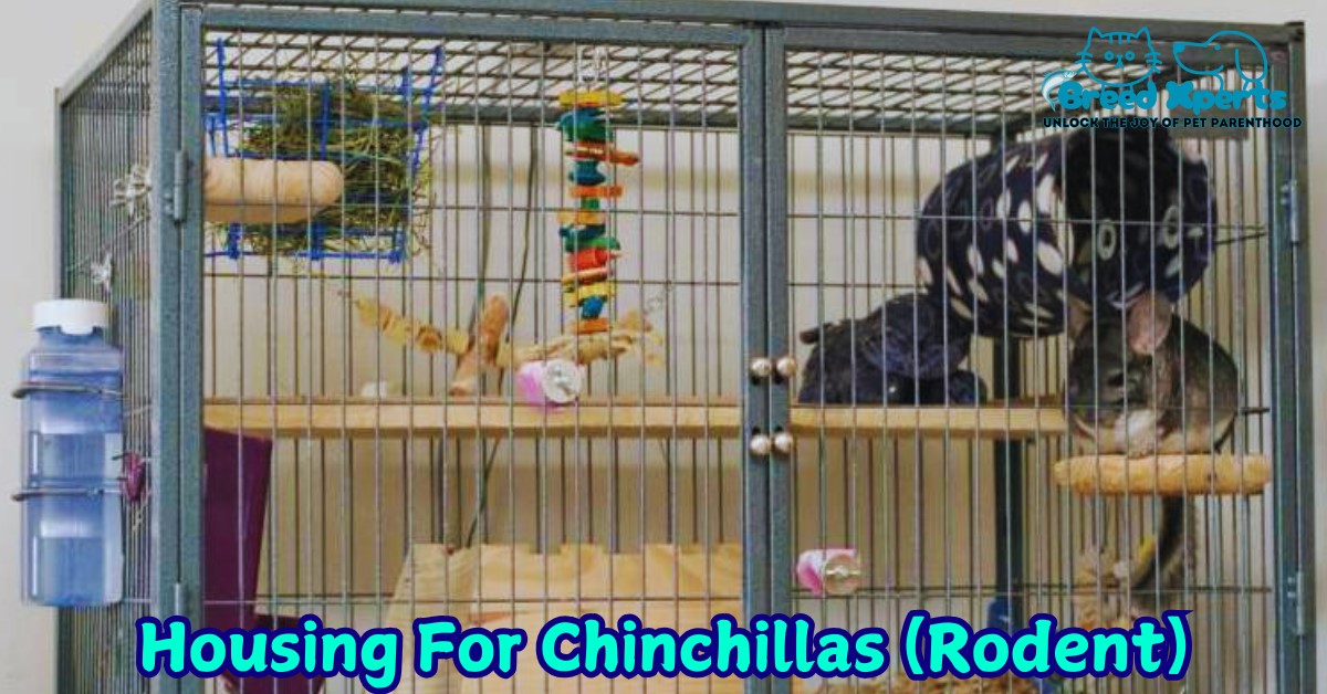 Housing For Chinchillas (Rodent)