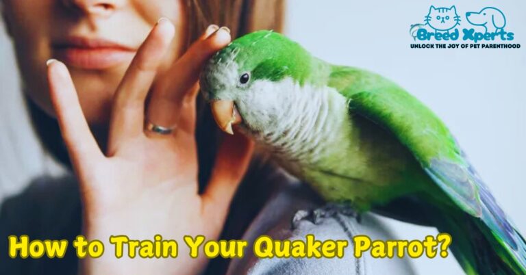 How to Train Your Quaker Parrot