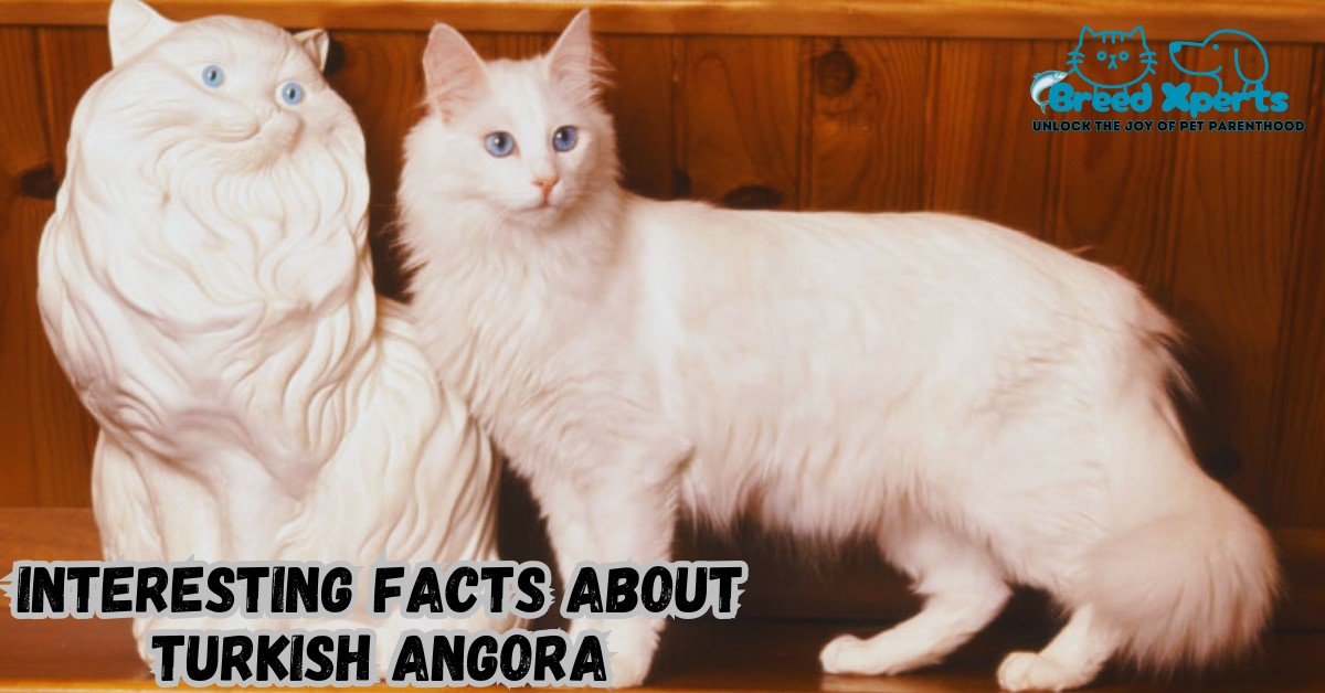 Interesting Facts about Turkish Angora