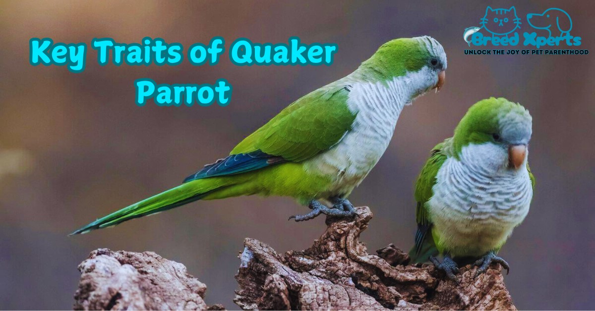 Key Traits of Quaker Parrot