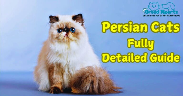 Persian Cats Fully Detailed Guide