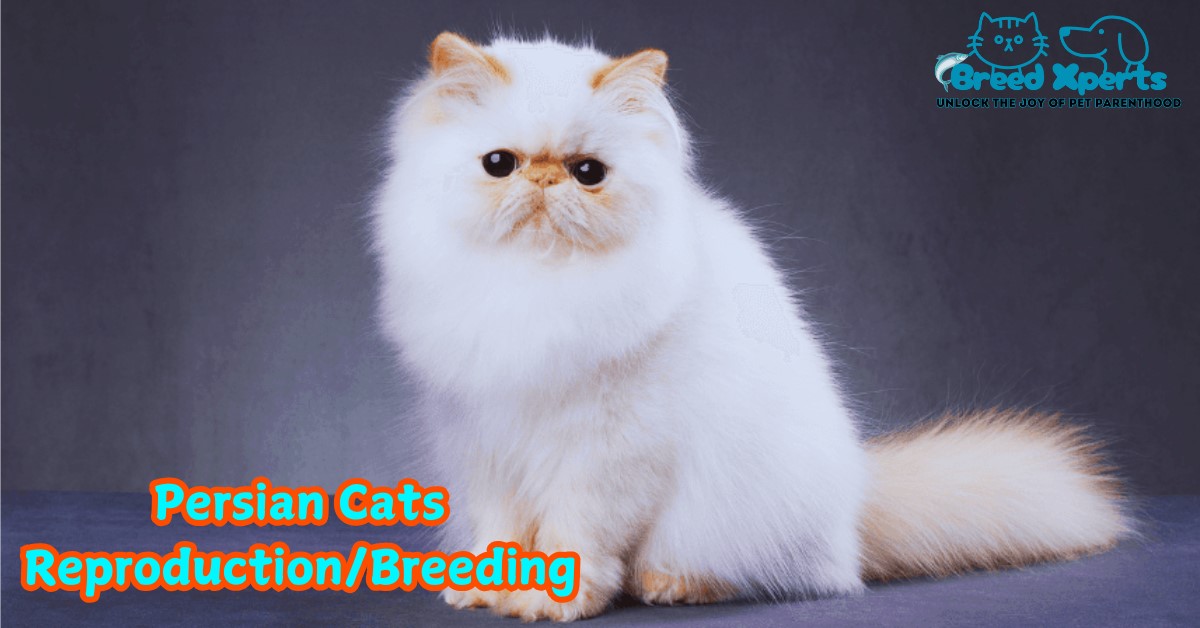 Persian Cats Reproduction Breeding