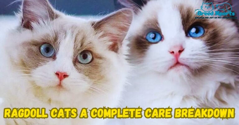 Ragdoll Cats A Complete Care Breakdown