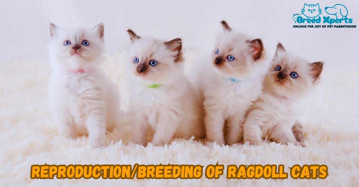 Reproduction Or Breeding of Ragdoll Cats