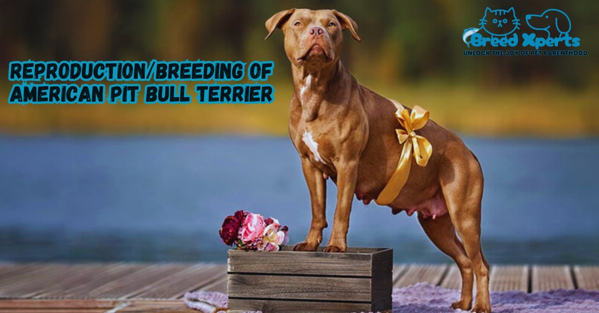 Reproduction or Breeding Of American Pit Bull Terrier