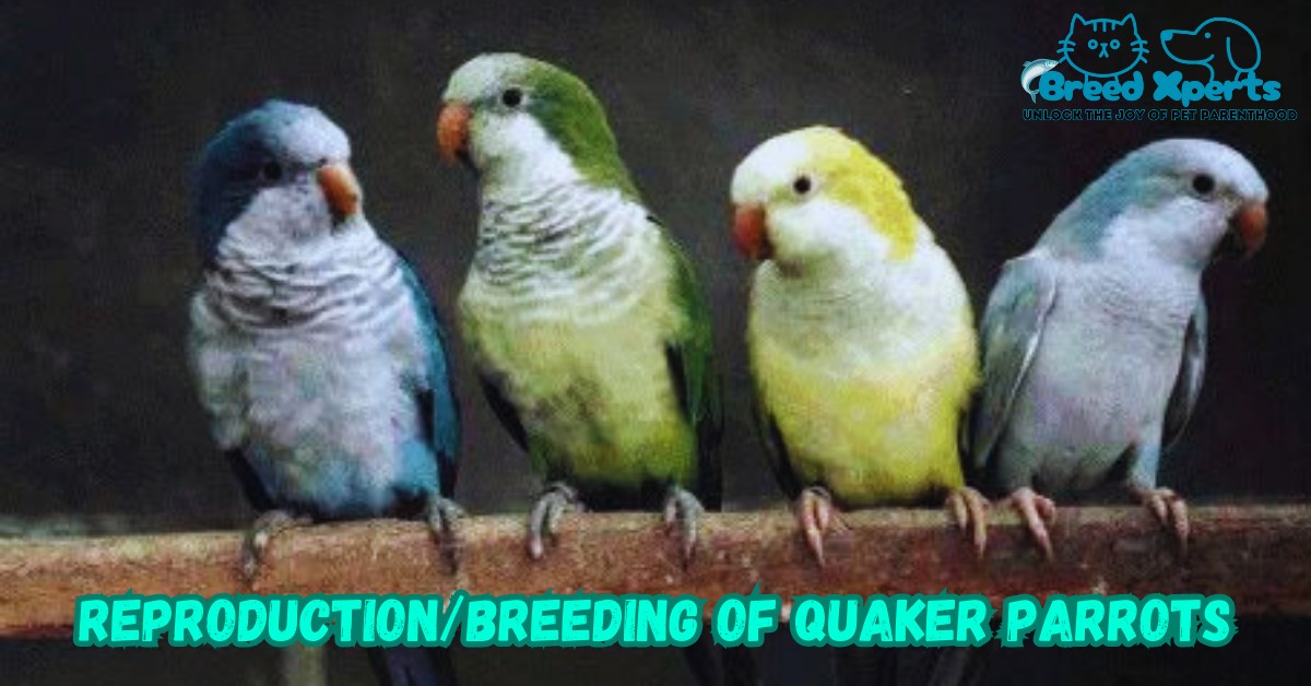 Reproduction or Breeding of Quaker parrots