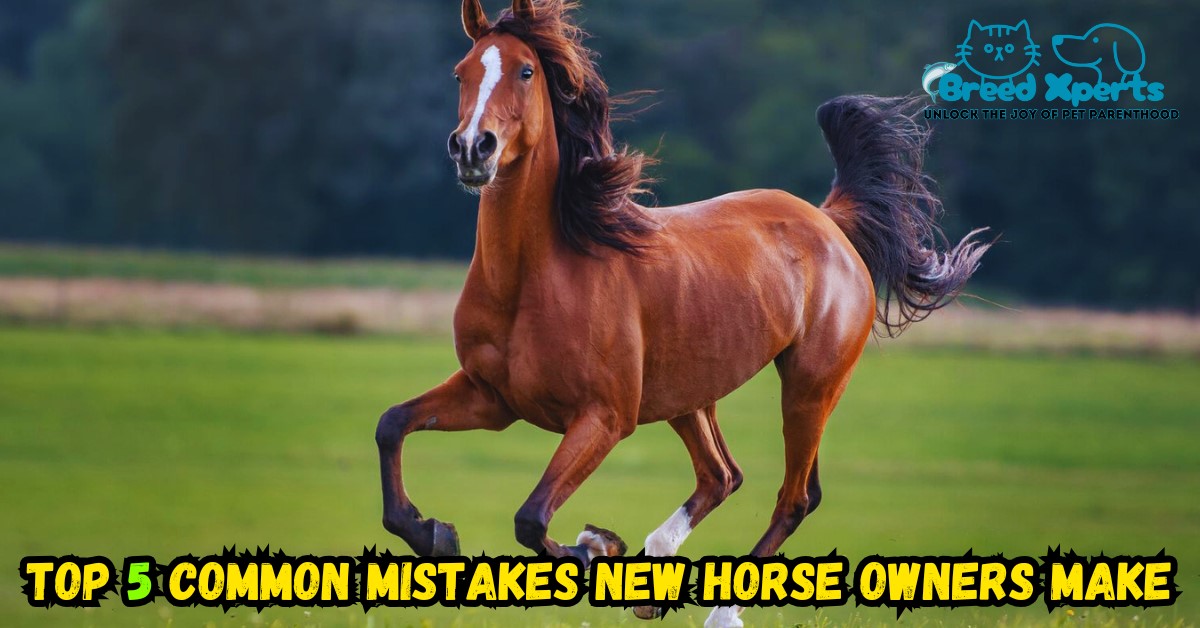 Top 5 Common Mistakes New Horse Owners Make