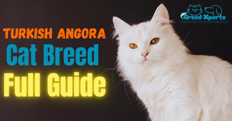 Turkish Angora Cat Breed Full Guide