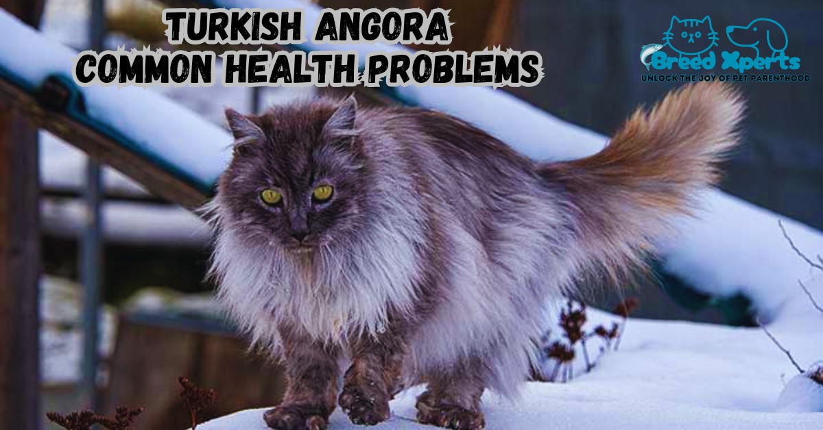 Turkish Angora Common Health Problems