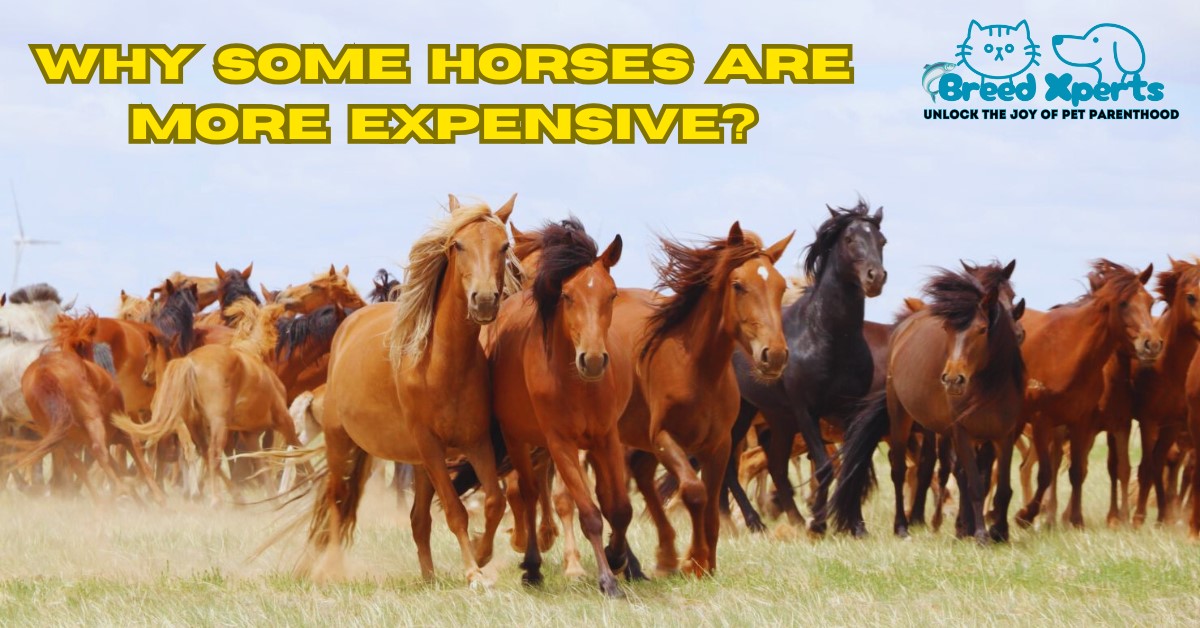 Why Some Horses Are More Expensive