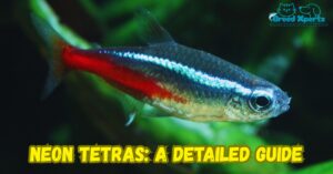 Neon Tetras Fish A Detailed Guide