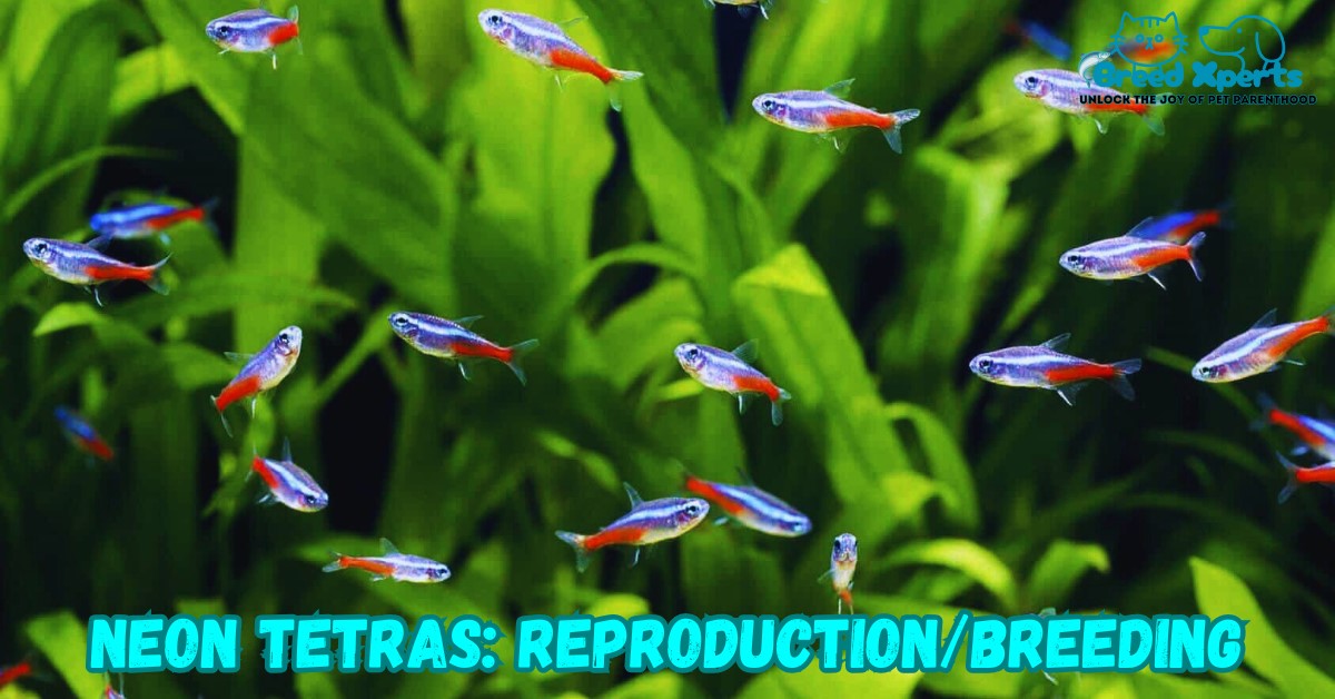 Neon Tetras Reproduction or Breeding