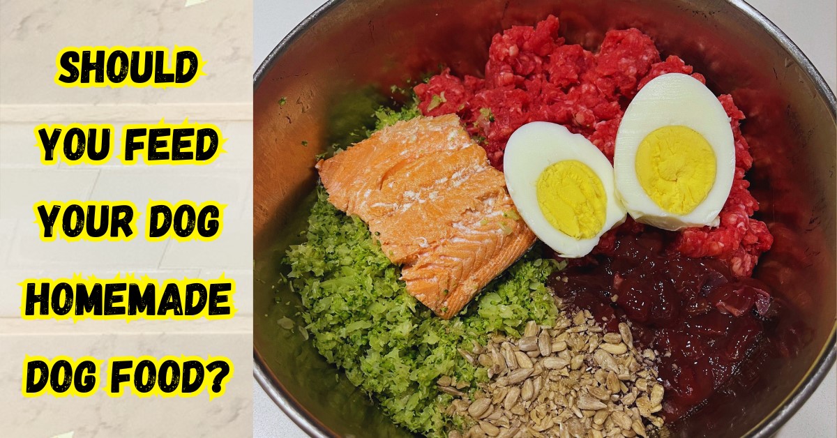 Should You Feed Your Dog Homemade Dog Food