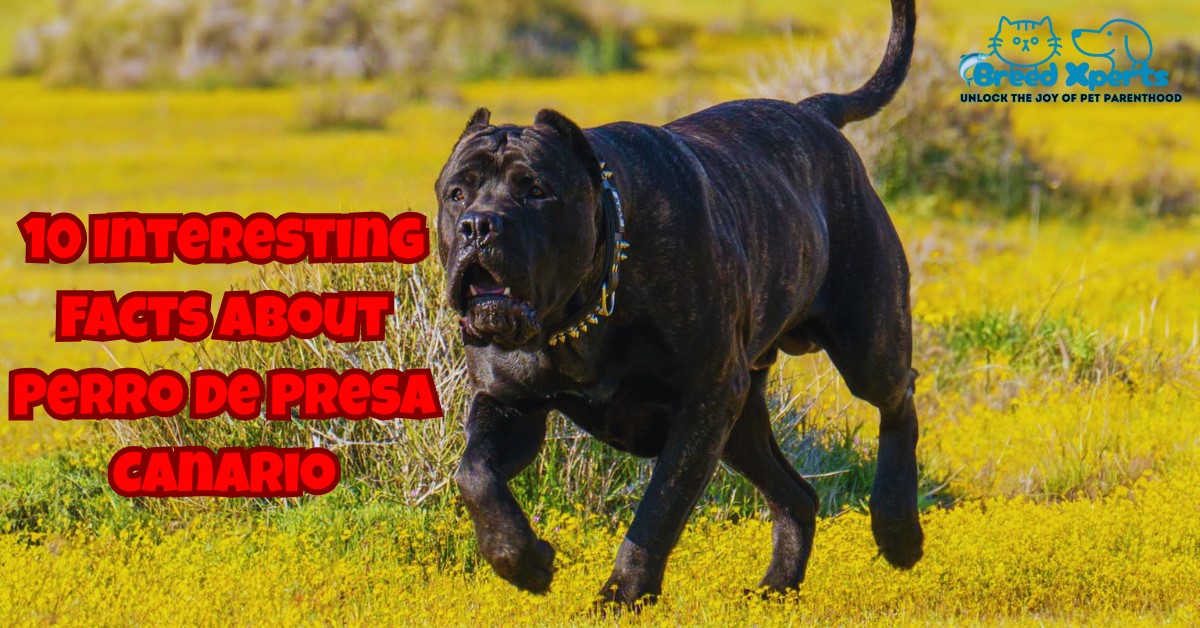 10 Interesting Facts about Perro de Presa Canario