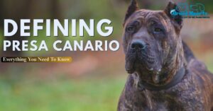 Defining Presa Canario Everything You Need To Know