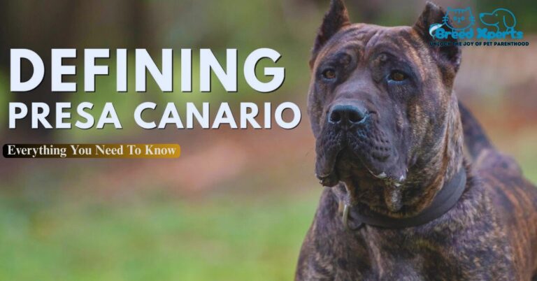 Defining Presa Canario Everything You Need To Know