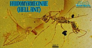 Haidomyrmecinae Hell Ant