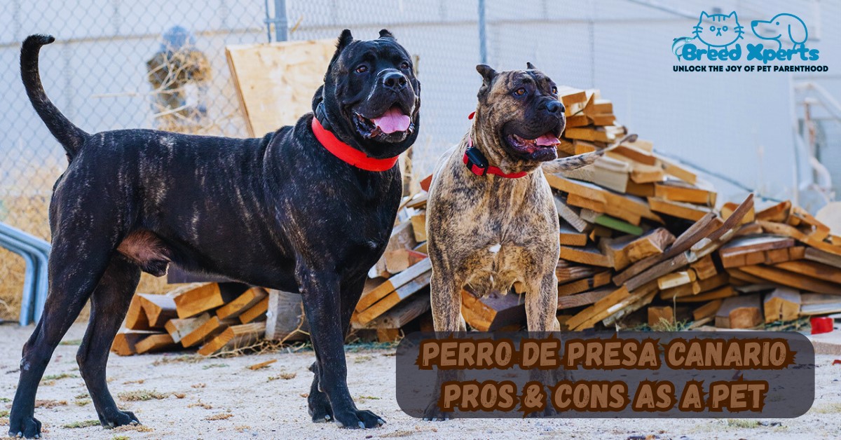 Perro de Presa Canario Pros & Cons as a Pet