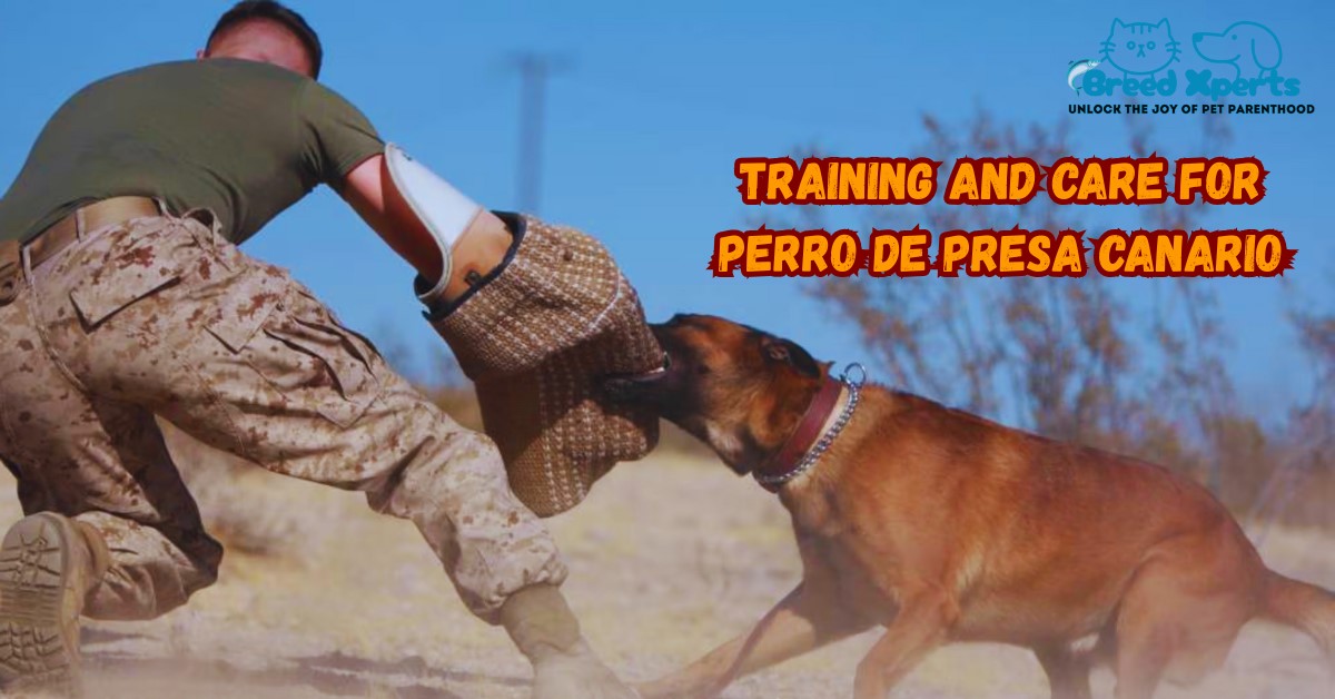 Training and Care for Perro de Presa Canario