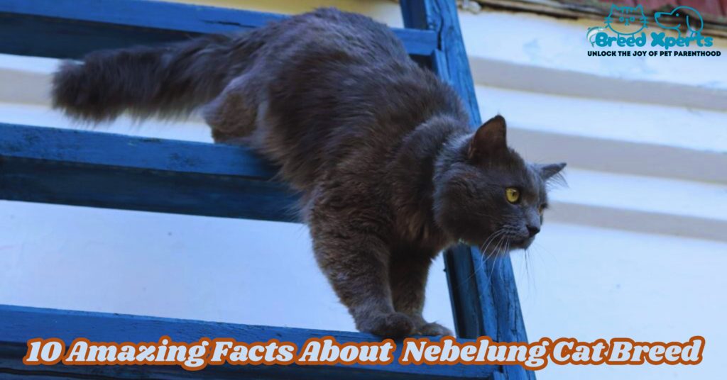 10 Amazing Facts About Nebelung Cat Breed