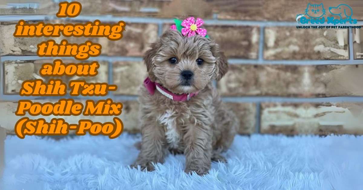 10 interesting things about Shih Tzu-Poodle Mix (Shih-Poo)