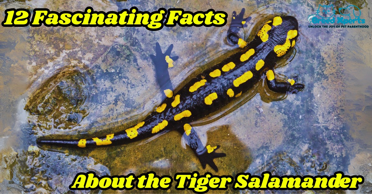 12 Fascinating Facts About the Tiger Salamander
