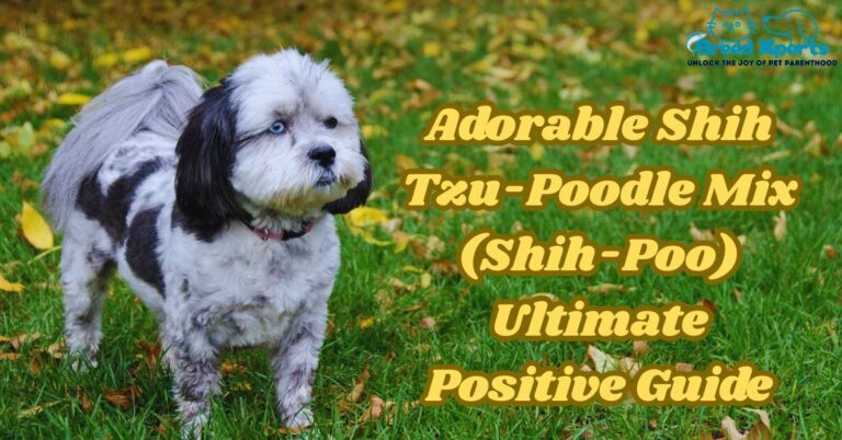 Adorable Shih Tzu-Poodle Mix (Shih-Poo) Ultimate Positive Guide