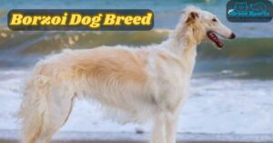 Borzoi Dog Breed