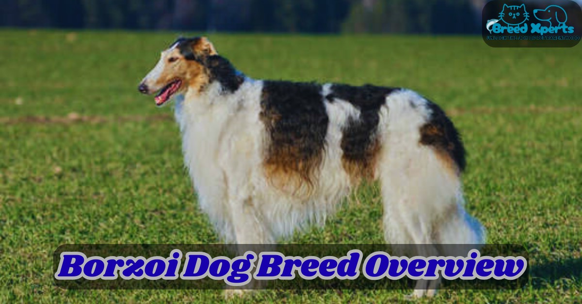 Borzoi Dog Breed Overview