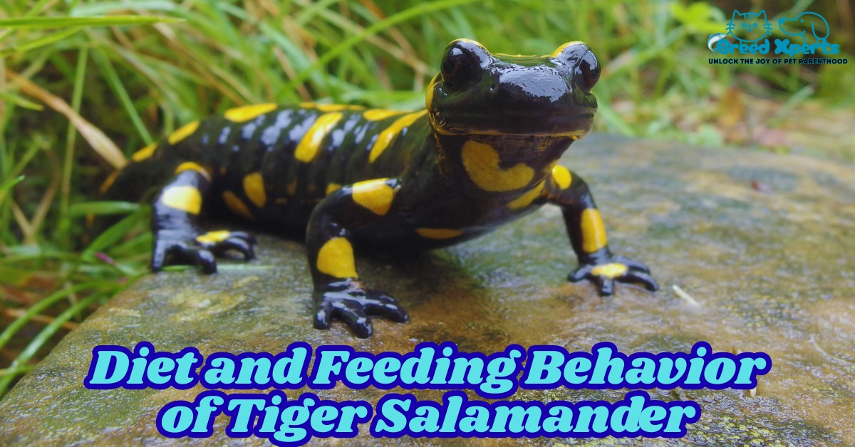 Diet and Feeding Behavior of Tiger Salamander