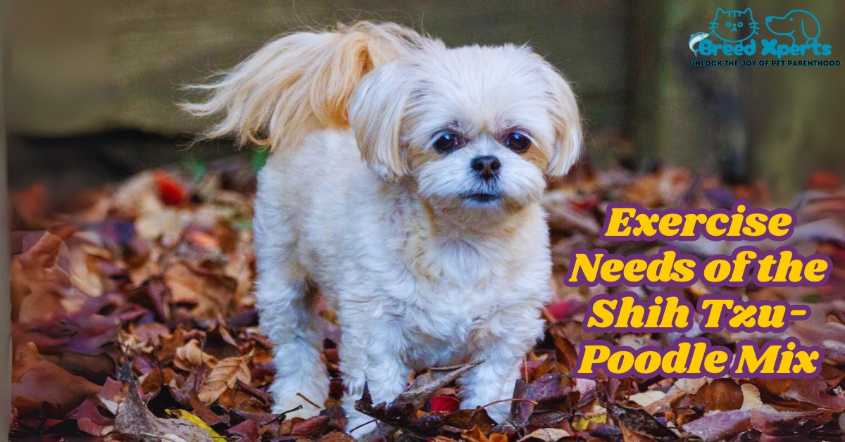 Exercise Needs of the Shih Tzu-Poodle Mix