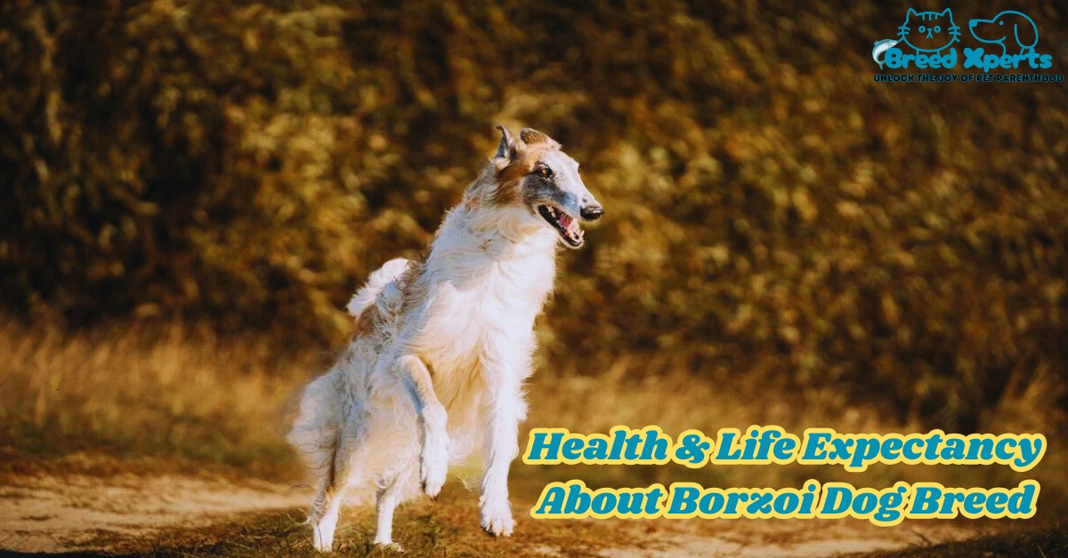 Health & Life Expectancy About Borzoi Dog Breed