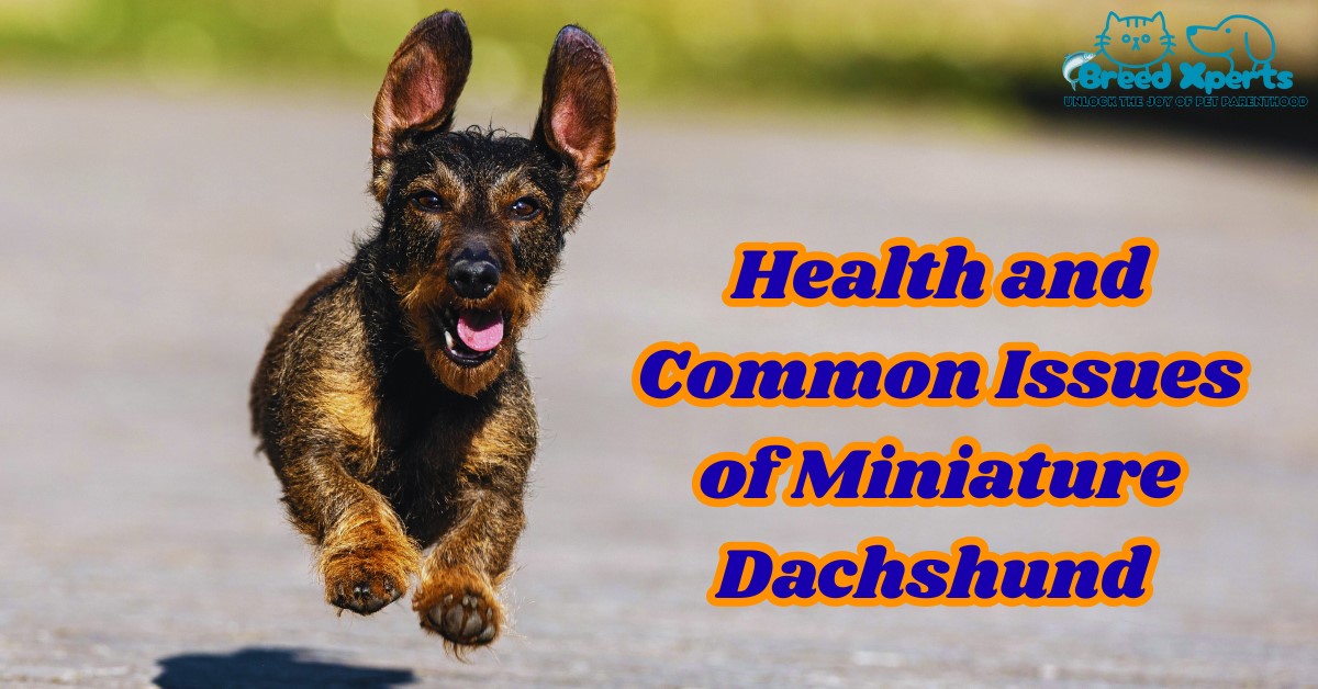 Health and Common Issues of Miniature Dachshund